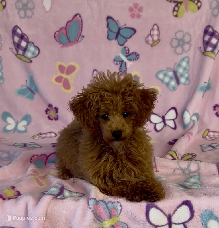 Precious – Poodle - Toy  puppy for sale in Fitzgerald, GA