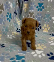 Tiny Flame, a male Poodle - Toy  for sale in Fitzgerald, GA – 9 of 10