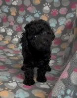 Raider, a male Poodle - Toy  for sale in Fitzgerald, GA – Photo 6 of 10