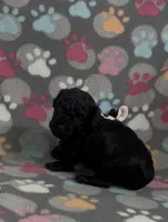 Raider, a male Poodle - Toy  for sale in Fitzgerald, GA – Photo 3 of 6