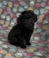 Raider, a male Poodle - Toy  for sale in Fitzgerald, GA – Photo 9 of 10