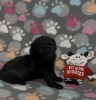 Raider, a male Poodle - Toy  for sale in Fitzgerald, GA – Photo 1 of 6