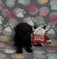 Raider, a male Poodle - Toy  for sale in Fitzgerald, GA – Photo 2 of 6