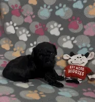 Raider, a male Poodle - Toy  for sale in Fitzgerald, GA – Photo 6 of 6