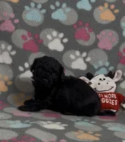 Raider, a male Poodle - Toy  for sale in Fitzgerald, GA – Photo 4 of 6