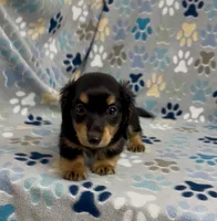 Longhair Ace, a male Miniature Dachshund for sale in Fitzgerald, GA – 5 of 5