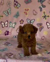 Tiny Pixie, a female Poodle - Toy  for sale in Fitzgerald, GA – 3 of 8