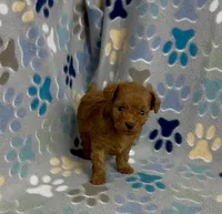 Tiny Flame, a male Poodle - Toy  for sale in Fitzgerald, GA – 3 of 10