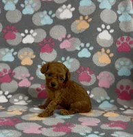 Faith, a female Poodle - Toy  for sale in Fitzgerald, GA – 3 of 5