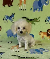 Royal, a male Maltipoo for sale in Fitzgerald, GA – 1 of 10