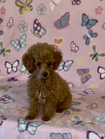 Precious, a female Poodle - Toy  for sale in Fitzgerald, GA – 2 of 6