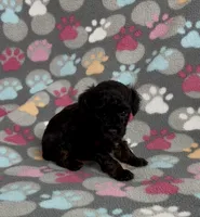 Gabi, a female Poodle - Toy  for sale in Fitzgerald, GA – 6 of 10