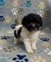 Rosey , a female Poodle - Toy  for sale in Fitzgerald, GA – 3 of 4