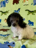 Rosey , a female Poodle - Toy  for sale in Fitzgerald, GA – 5 of 7