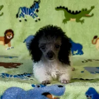Rosey , a female Poodle - Toy  for sale in Fitzgerald, GA – 6 of 7