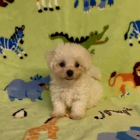 Ricky, a male Maltipoo for sale in Fitzgerald, GA – 2 of 4