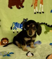 Longhair Dusty, a male Miniature Dachshund for sale in Fitzgerald, GA – 5 of 7