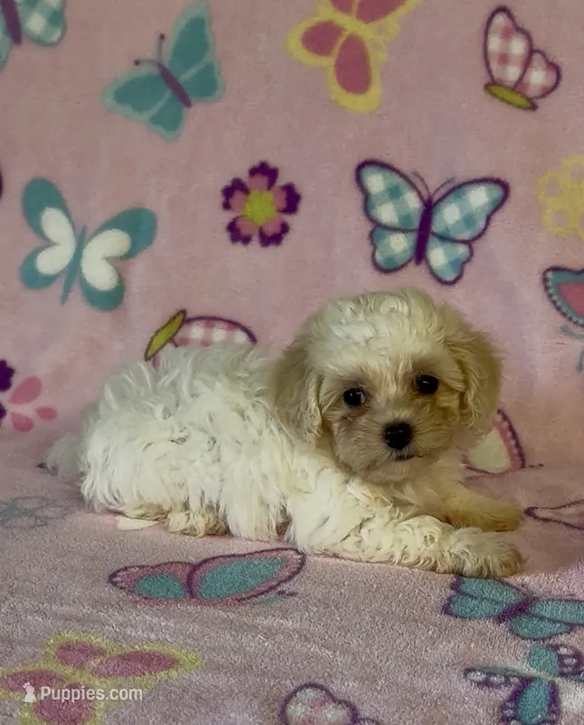 Risa  – Maltipoo puppy for sale in Fitzgerald, GA