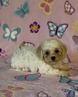 Risa , a female Maltipoo for sale in Fitzgerald, GA – 1 of 10