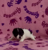 Kenya, a female Pomapoo for sale in Fitzgerald, GA – 4 of 6