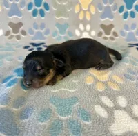 Longhair Ace, a male Miniature Dachshund for sale in Fitzgerald, GA – 2 of 3