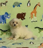 Risa , a female Maltipoo for sale in Fitzgerald, GA – 2 of 6