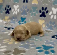 Longhair Damon, a male Miniature Dachshund for sale in Fitzgerald, GA – 3 of 4