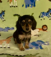 Longhair Daisy, a female Miniature Dachshund for sale in Fitzgerald, GA – 2 of 8