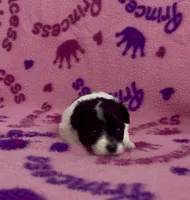 Kenya, a female Pomapoo for sale in Fitzgerald, GA – 6 of 6