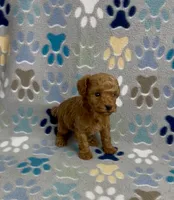 Fajita, a male Poodle - Toy  for sale in Fitzgerald, GA – 7 of 8