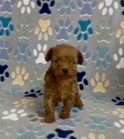 Tiny Flame, a male Poodle - Toy  for sale in Fitzgerald, GA – 2 of 10
