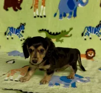 Longhair Danny, a male Miniature Dachshund for sale in Fitzgerald, GA – 2 of 8