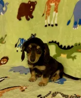 Longhair Dusty, a male Miniature Dachshund for sale in Fitzgerald, GA – 7 of 7