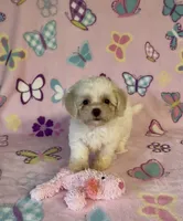 Risa , a female Maltipoo for sale in Fitzgerald, GA – 8 of 10