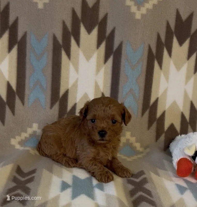 Polly – Poodle - Toy  puppy for sale in Fitzgerald, GA