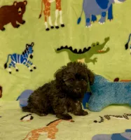 Rusty, a male Maltipoo for sale in Fitzgerald, GA – 5 of 6