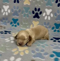 Longhair Damon, a male Miniature Dachshund for sale in Fitzgerald, GA – 2 of 4