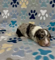 Longhair Dandy, a male Miniature Dachshund for sale in Fitzgerald, GA – 4 of 6