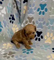 Gage, a male Poodle - Toy  for sale in Fitzgerald, GA – 8 of 8