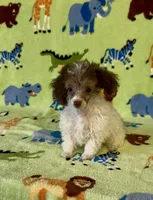 Rascal, a male Poodle - Toy  for sale in Fitzgerald, GA – 3 of 10