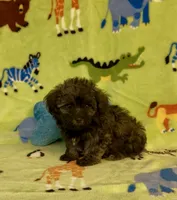 Rusty, a male Maltipoo for sale in Fitzgerald, GA – 6 of 6