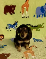 Longhair Dusty, a male Miniature Dachshund for sale in Fitzgerald, GA – 2 of 7