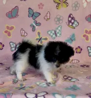 Kenya, a female Pomapoo for sale in Fitzgerald, GA – 2 of 7