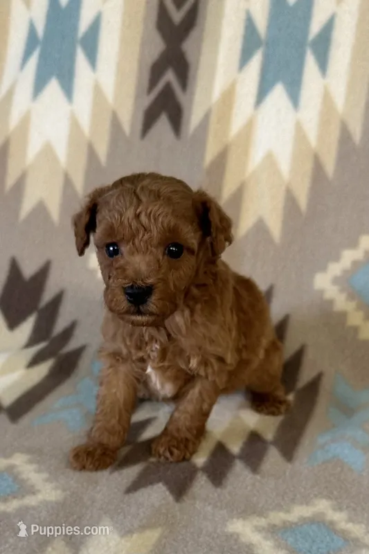 Popper – Poodle - Toy  puppy on hold in Fitzgerald, GA