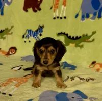 Longhair Danny, a male Miniature Dachshund for sale in Fitzgerald, GA – 7 of 8
