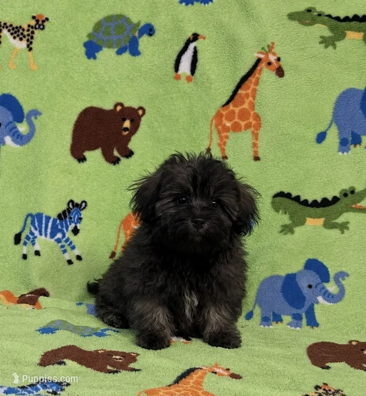 Rusty – Maltipoo puppy for sale in Fitzgerald, GA