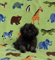 Rusty, a male Maltipoo for sale in Fitzgerald, GA – 1 of 10