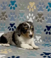 Longhair Dandy, a male Miniature Dachshund for sale in Fitzgerald, GA – 2 of 6
