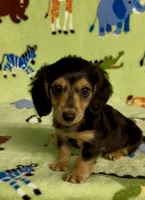 Longhair Danny, a male Miniature Dachshund for sale in Fitzgerald, GA – 6 of 8