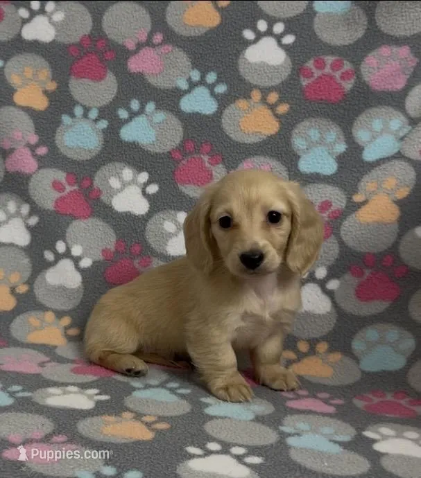 Longhair Sparky – Miniature Dachshund puppy for sale in Fitzgerald, GA